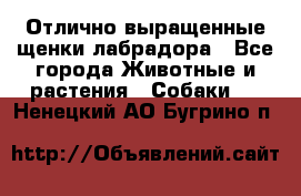 Отлично выращенные щенки лабрадора - Все города Животные и растения » Собаки   . Ненецкий АО,Бугрино п.